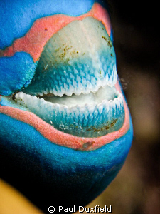 Parrot fish was just settling down for the night, and so ... by Paul Duxfield 
